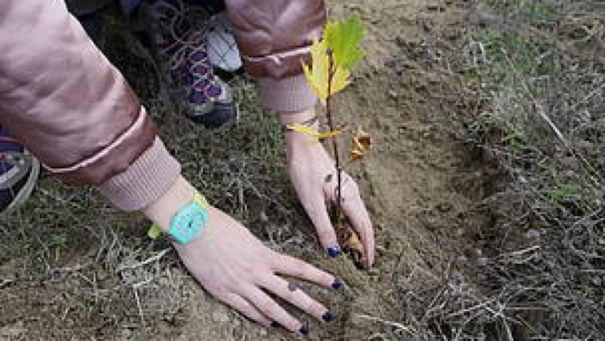 article picture alt description